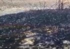 Incêndio destrói floresta de pinus da Faber-Castell no Triângulo Mineiro