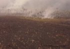 Incêndios criminosos destroem 33% do Parque Guajará-Mirim, em Rondônia