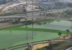 Rio Pinheiros apresenta coloração verde devido à proliferação de algas causada pela seca