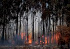 Brasil registra 11 milhões de hectares queimados entre janeiro e agosto de 2024, revela relatório do IPAM