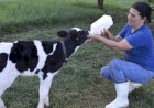 CFMV se posiciona contra PL 3665/2024 de Mourão sobre regulamentação de análises clínicas veterinárias