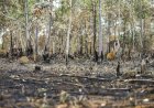 Cerrado em Perigo: Perda Recorde de Vegetação Ameaça Futuro do Bioma