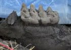 Morador de Nova York descobre mandíbula de mastodonte em seu gramado