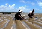 Alerta no Paraíso: 80% dos Corais da Costa dos Corais estão Mortos!
