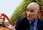 Eike Batista capta US$ 500 milhões para revolucionar o agronegócio com a ‘supercana’