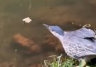 Pássaro é flagrado “pescando” com pão no Bosque dos Buritis, em Goiânia, e vídeo viraliza com mais de 600 mil visualizações