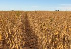 MPF pede arquivamento de inquérito sobre venda de agrotóxicos ilegais em Goiás