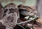 Goiás registra 584 acidentes com serpentes e quatro mortes