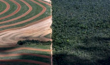 União Europeia propõe adiar em 1 ano implementação da lei antidesmatamento após pressão de exportadores agrícolas