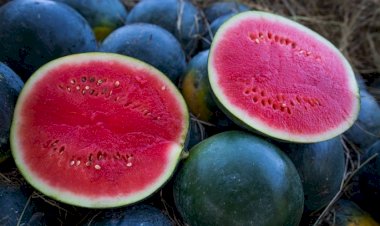 Goiás é o Segundo Maior Produtor de Melancia do Brasil