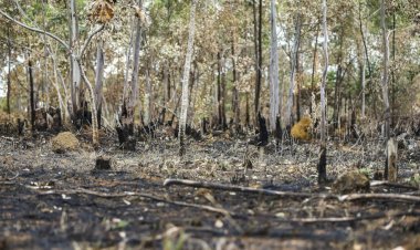 Cerrado em Perigo: Perda Recorde de Vegetação Ameaça Futuro do Bioma