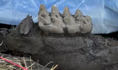 Morador de Nova York descobre mandíbula de mastodonte em seu gramado