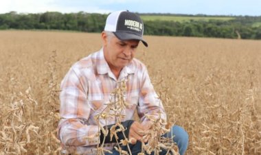 Chuva de granizo causa destruição em lavouras de soja em Rio Verde (GO)