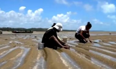 Alerta no Paraíso: 80% dos Corais da Costa dos Corais estão Mortos!