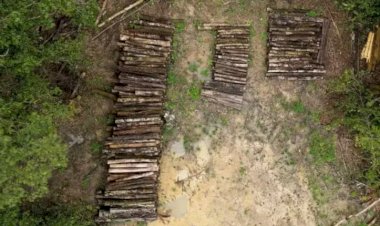 Construção de rodovia na Amazônia para COP30 gera críticas por impacto ambiental