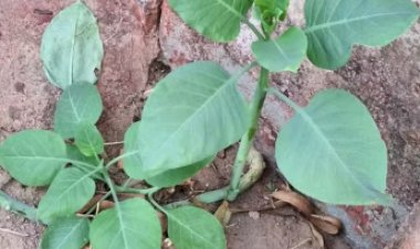 MULHER MORRE APÓS COMER “FALSA COUVE” EM ALMOÇO DE FAMÍLIA EM MINAS GERAIS