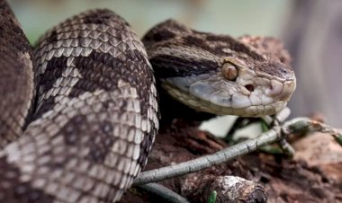 Goiás registra 584 acidentes com serpentes e quatro mortes
