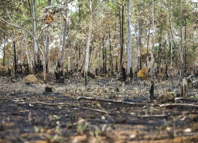 Cerrado em Perigo: Perda Recorde de Vegetação Ameaça Futuro do Bioma