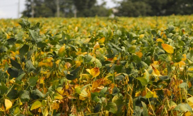 Goiás tem safra recorde e se consolida como potência agrícola no Brasil