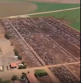 Imagens revelam a dimensão da Fazenda JBJ