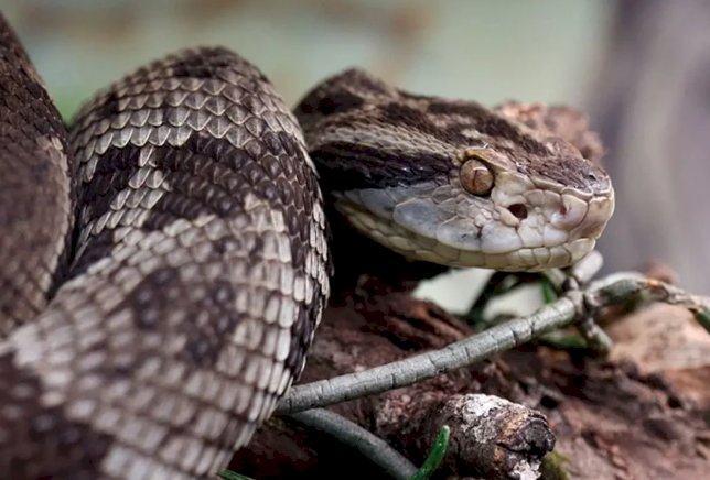 Goiás registra 584 acidentes com serpentes e quatro mortes